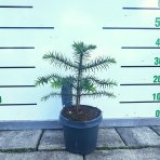 Araukária andská (Araucaria araucana) - výška 25-35 cm; kont. C3L (-18°C)